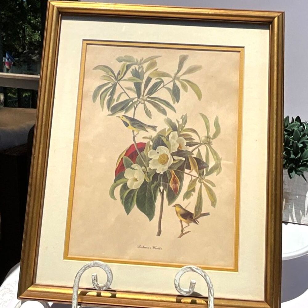 Antique Bird Lithograph Art Print John James Bachman's Warbler gorgeous